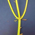 Best-Selling EUPHORBIA TIRUCALLIpencil cactus plant fire on stick flame cuttings cutting 20 Best-Selling EUPHORBIA TIRUCALLIpencil cactus plant fire on stick flame cuttings cutting 20