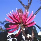 Exclusive Erythrina amazonica, Amazon Coral Tree tropical plant Korallenbaum seed 10 seeds Exclusive Erythrina amazonica, Amazon Coral Tree tropical plant Korallenbaum seed 10 seeds