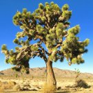 Exclusive YUCCA BREVIFOLIA, succulent cactus JOSHUA TREE aloe agave garden seed 15 SEEDS Exclusive YUCCA BREVIFOLIA, succulent cactus JOSHUA TREE aloe agave garden seed 15 SEEDS