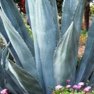 Top-Quality AGAVE SALMIANA, rare succulent pulque century plant exotic garden seed -15 SEEDS