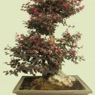 Top-Quality Loropetalum Chinense var. rubrum 'Daruma' exotic bonsai rare plant seed -5 seeds Top-Quality Loropetalum Chinense var. rubrum 'Daruma' exotic bonsai rare plant seed -5 seeds