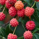 New Arrival CORNUS KOUSA, chinese dogwood tree white flowers red fruit plant seed -10 SEEDS