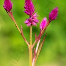 New Arrival EXOTIC CELOSIA SPICATA Flamingo Feather purple pink fuschia flower seed 20 seeds New Arrival EXOTIC CELOSIA SPICATA Flamingo Feather purple pink fuschia flower seed 20 seeds