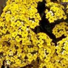Top-Quality Kalanchoe blossfeldiana yellow flower, rare mesembs succulentsseed 15 SEEDS
