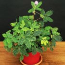 New Arrival Sensitive plant, Mimosa pudica sleepy bush fern bonsai powder puff seed 20 seeds
