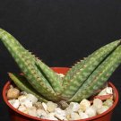 Limited Edition ALOE ZEBRINA exotic south africa rare succulent plant cactus cacti hybrid 4"" pot Limited Edition ALOE ZEBRINA exotic south africa rare succulent plant cactus cacti hybrid 4"" pot