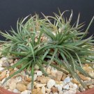 Exclusive DYCKIA CHORISTAMINEA. exotic terrestrial bromeliad rare succulent seed 50 seeds