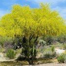 Top-Quality Cercidium Parkinsonii, rare thorn Parkinsonia Aculeata palo verde tree -15 seeds Top-Quality Cercidium Parkinsonii, rare thorn Parkinsonia Aculeata palo verde tree -15 seeds