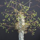 Best-Selling Euphorbia PERRIERI var ELONGATA exotic madagascar rare bonsai cacti seed 5 seeds Best-Selling Euphorbia PERRIERI var ELONGATA exotic madagascar rare bonsai cacti seed 5 seeds