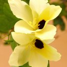 Top-Quality Bauhinia Tomentosa, rare yellow bell ORCHID TREE flowering bonsai plant 5 seeds