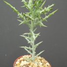 New Arrival Euphorbia stenoclada exotic africa cactus plant succulent milk tree cacti 4"" pot