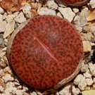 Premium Lithops Mariae C141, rare plant exotic living stones ice succulent seed 30 SEEDS