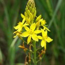 Top-Quality BULBINE ALOOIDES exotic bulb plant rare succulents scilla cactus seed 20 SEEDS Top-Quality BULBINE ALOOIDES exotic bulb plant rare succulents scilla cactus seed 20 SEEDS
