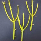 Premium EUPHORBIA TIRUCALLI pencil cactus plant fire on stick flame cuttings cutting 50 Premium EUPHORBIA TIRUCALLI pencil cactus plant fire on stick flame cuttings cutting 50