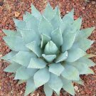 Best-Selling AGAVEPARRYI var COUSEI hardy exotic succulentaloe rare plant seed 100 SEEDS Best-Selling AGAVEPARRYI var COUSEI hardy exotic succulentaloe rare plant seed 100 SEEDS