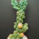 Premium Cereus peruvianus MONTROSE night blooming cactus fig edible fruit seed 60 SEEDS Premium Cereus peruvianus MONTROSE night blooming cactus fig edible fruit seed 60 SEEDS