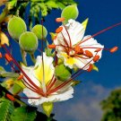 Best-Selling DELONIX DECARYI, Flamboyant poinciana tree VERY RARE bonsai plant seed20 SEEDS Best-Selling DELONIX DECARYI, Flamboyant poinciana tree VERY RARE bonsai plant seed20 SEEDS