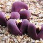 Top-Quality RARE LITHOPS OPTICA RUBRA mesembs exotic succulent living stones cactus 50 SEEDS