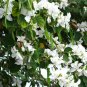 Limited Edition Bauhinia acuminata WHITE ORCHID TREE exotic flower bonsai plantseed 30 seeds