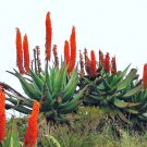 Best-Selling Aloe Ferox exotic bitter medicinal gel succulent rare desert plant seed 10 SEEDS