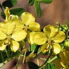Top-Quality Senna Mexicana v. Chapmanii exotic cassia RARE BAHAMA Chapman plant seed 5 seeds Top-Quality Senna Mexicana v. Chapmanii exotic cassia RARE BAHAMA Chapman plant seed 5 seeds