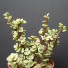 New Arrival PORTUCALARIA AFFRAvariegated rare elephant bush mini jade tree bonsai 4"" plant New Arrival PORTUCALARIA AFFRAvariegated rare elephant bush mini jade tree bonsai 4"" plant