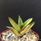 Best-Selling GASTERALOE CV HELEN HAAGE VARIEGATED rare aloe gasteria succulent 2"" pot plant
