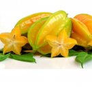 Exclusive Star Fruit (Averrhoa carambola) rare organic exotic tropical tree seed5 SEED