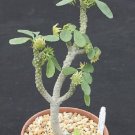 Best-Selling Dorstenia sp. lavrano 10341 exotic rare caudex bonsai cactus seed cacti 50 SEEDS Best-Selling Dorstenia sp. lavrano 10341 exotic rare caudex bonsai cactus seed cacti 50 SEEDS