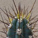 New Arrival Stetsonia coryne | Toothpick Cactus Argentine columnar cacti rare seed 50 SEEDS New Arrival Stetsonia coryne | Toothpick Cactus Argentine columnar cacti rare seed 50 SEEDS