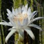 New Arrival Stetsonia coryne | Toothpick Cactus Argentine columnar cacti rare seed 50 SEEDS