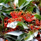 Limited Edition STENOCARPUS SINUATUS firewheel tree | rare exotic flowering trees seed 5 SEEDS Limited Edition STENOCARPUS SINUATUS firewheel tree | rare exotic flowering trees seed 5 SEEDS