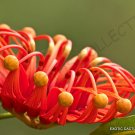 Top-Quality RARE STENOCARPUS SINUATUS firewheel tree | exotic flowering trees seed 5 SEEDS Top-Quality RARE STENOCARPUS SINUATUS firewheel tree | exotic flowering trees seed 5 SEEDS