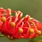 Top-Quality RARE STENOCARPUS SINUATUS firewheel tree | exotic flowering trees seed 5 SEEDS