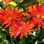 Top-Quality RARE STENOCARPUS SINUATUS firewheel tree | exotic flowering trees seed 5 SEEDS
