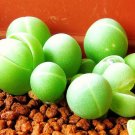 Premium GIBBAEUM HEATHII living stones exotic rock ice plant rare mesembs seed 100 SEEDS Premium GIBBAEUM HEATHII living stones exotic rock ice plant rare mesembs seed 100 SEEDS
