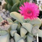 Best-Selling Cheiridopsis speciosa rare african mesembs stone ice plant rock seed 20 SEEDS Best-Selling Cheiridopsis speciosa rare african mesembs stone ice plant rock seed 20 SEEDS