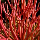 Best-Selling RARE EUPHORBIA TIRUCALLI ROSEA exotic RED pencil firesticks Milkbush -5 seeds Best-Selling RARE EUPHORBIA TIRUCALLI ROSEA exotic RED pencil firesticks Milkbush -5 seeds