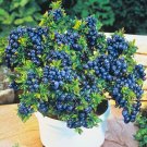 Premium Dwarf Bonsai Blueberry 20 Seeds Non-GMO ORGANIC berries edible berry seed pack Premium Dwarf Bonsai Blueberry 20 Seeds Non-GMO ORGANIC berries edible berry seed pack