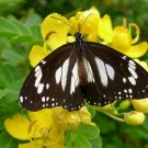 New Arrival SENNA ALATA, CASSIA CANDLESTICK CANDELABRA BUSH TREE-BUTTERFLY FLOWER 100 seeds