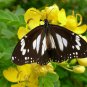 New Arrival SENNA ALATA, CASSIA CANDLESTICK CANDELABRA BUSH TREE-BUTTERFLY FLOWER 100 seeds