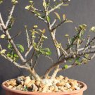Best-Selling Euphorbia MILLII V TENUISPINA exotic color madagascar rare bonsai seed 10 seeds Best-Selling Euphorbia MILLII V TENUISPINA exotic color madagascar rare bonsai seed 10 seeds
