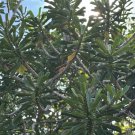 Premium Euphorbia Neriifolia rare Indian Spurge Tree 2 ft tall exotic succulent plant Premium Euphorbia Neriifolia rare Indian Spurge Tree 2 ft tall exotic succulent plant