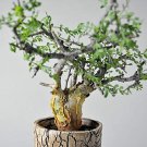 New Arrival Guggul TREECommiphora wightii fragrant resin bonsai rare myrrh seed5 seeds New Arrival Guggul TREECommiphora wightii fragrant resin bonsai rare myrrh seed5 seeds