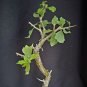 New Arrival Guggul TREECommiphora wightii fragrant resin bonsai rare myrrh seed5 seeds