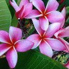 New Arrival (TWO) Pink Plumeria Plant 2 Cuttings Live Hawaiian Tropical8"" inches Long