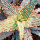 Top-Quality ALOE HYBRID MIXED exotic cultivar color cacti rare cactus aloes seed 100 SEEDS