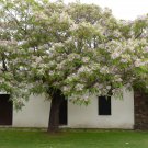 Limited Edition Melia azedarach, WHITE CEDAR wood MAHOGANY CHINABERRY lilac bonsai TREE 15 seeds Limited Edition Melia azedarach, WHITE CEDAR wood MAHOGANY CHINABERRY lilac bonsai TREE 15 seeds