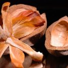 Limited Edition HARDWOOD MAHAGONY, swietenia timber big tree bonsai rare hard wood seed 50 seeds Limited Edition HARDWOOD MAHAGONY, swietenia timber big tree bonsai rare hard wood seed 50 seeds
