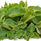Best-Selling 10 Leaves Cuban Oregano HOJAS (Organic) latin cuisine herb leaf Best-Selling 10 Leaves Cuban Oregano HOJAS (Organic) latin cuisine herb leaf